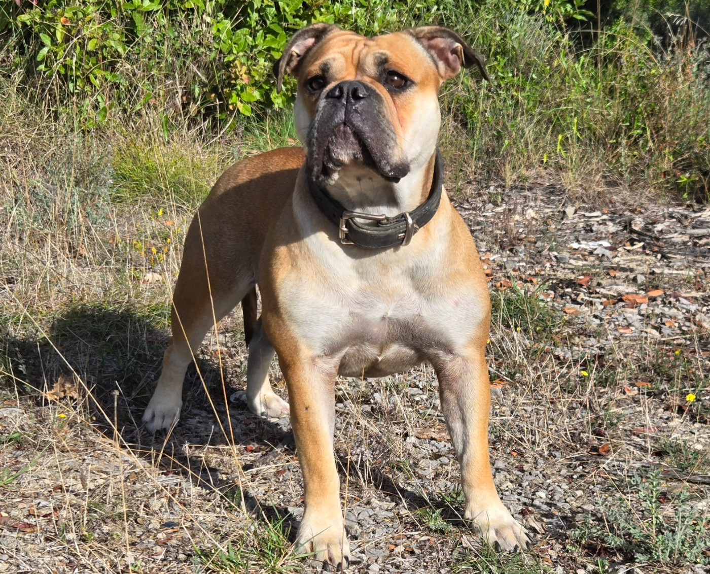 Goblins Tribe's Ugoline